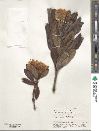 Rhododendron caucasicum image