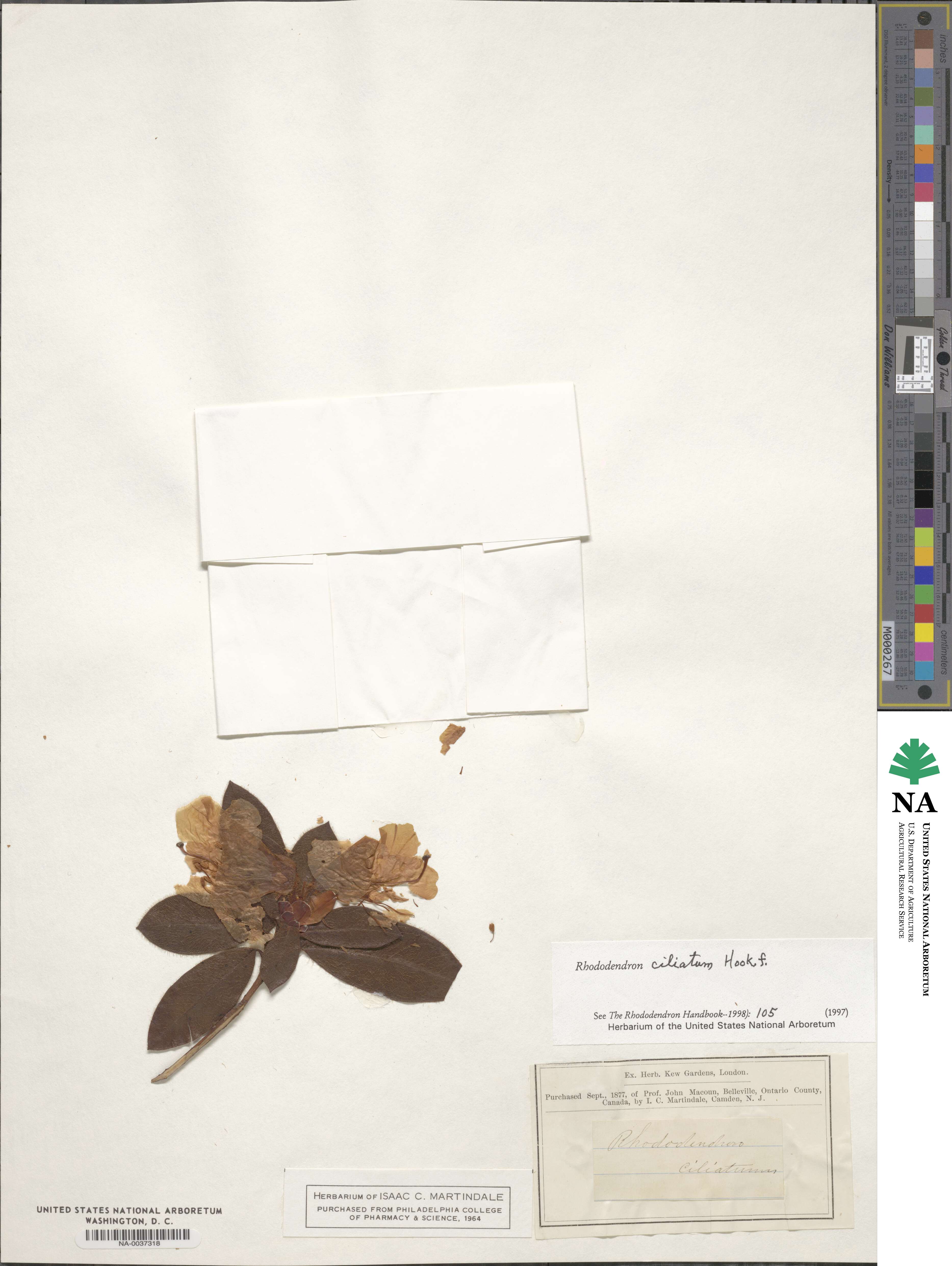 Rhododendron ciliatum image