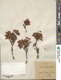 Rhododendron ferrugineum image