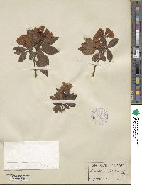 Rhododendron ferrugineum image