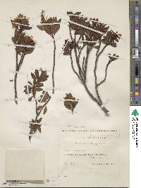 Rhododendron ferrugineum image