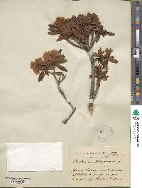 Rhododendron ferrugineum image