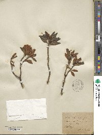 Rhododendron ferrugineum image