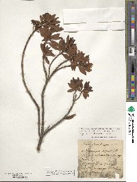 Rhododendron ferrugineum image