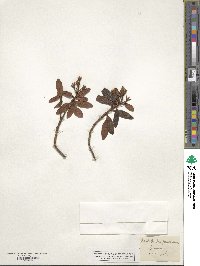 Rhododendron ferrugineum image