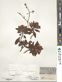 Rhododendron ferrugineum image