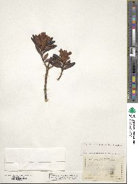 Rhododendron ferrugineum image