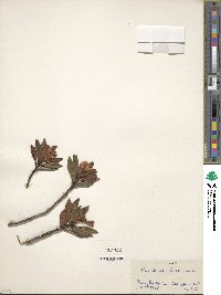 Rhododendron ferrugineum image