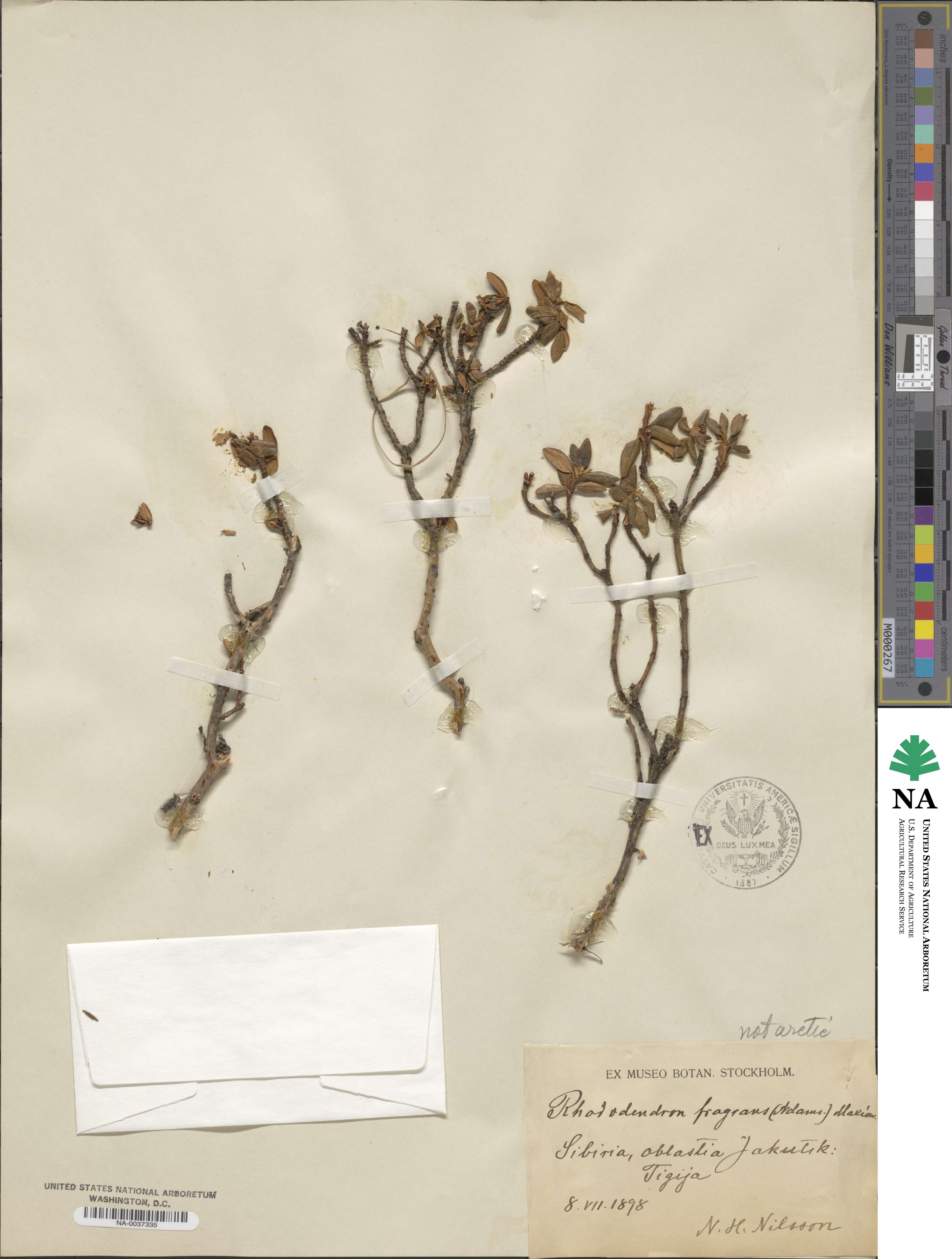 Rhododendron fragrans image