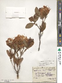 Rhododendron luteum image