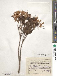 Rhododendron luteum image