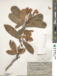 Rhododendron smirnowii image