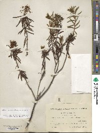 Rhododendron tomentosum image