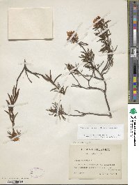 Rhododendron tomentosum image