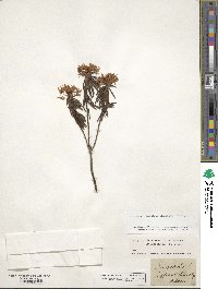 Rhododendron tomentosum image