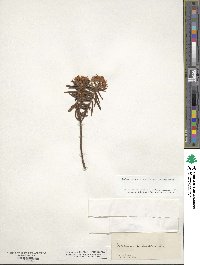 Rhododendron tomentosum image