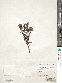 Rhododendron tomentosum image