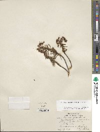 Rhododendron tomentosum image