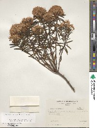 Rhododendron tomentosum image