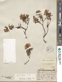 Rhododendron tomentosum image