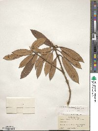 Rhododendron adenogynum image