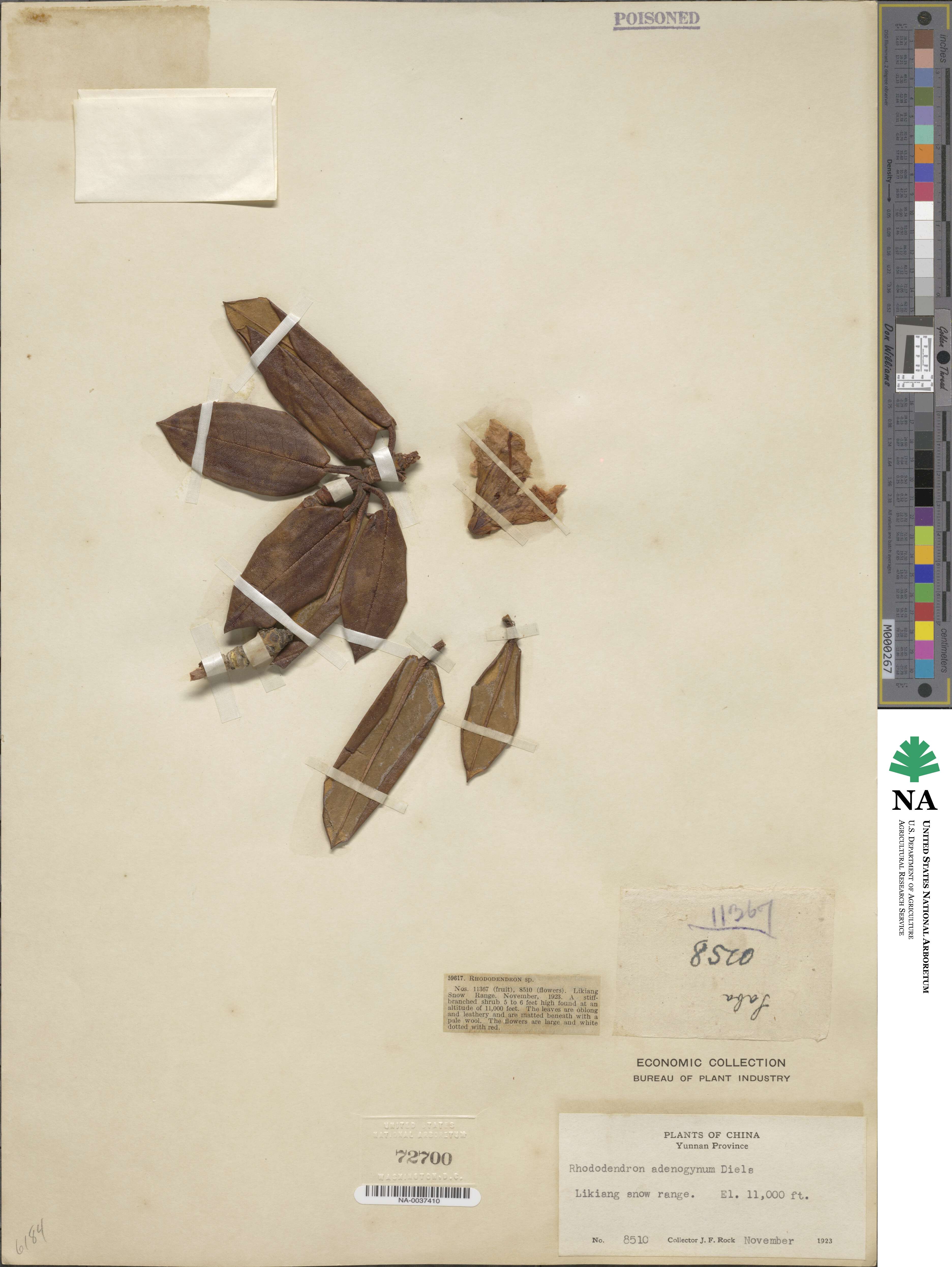 Rhododendron adenogynum image