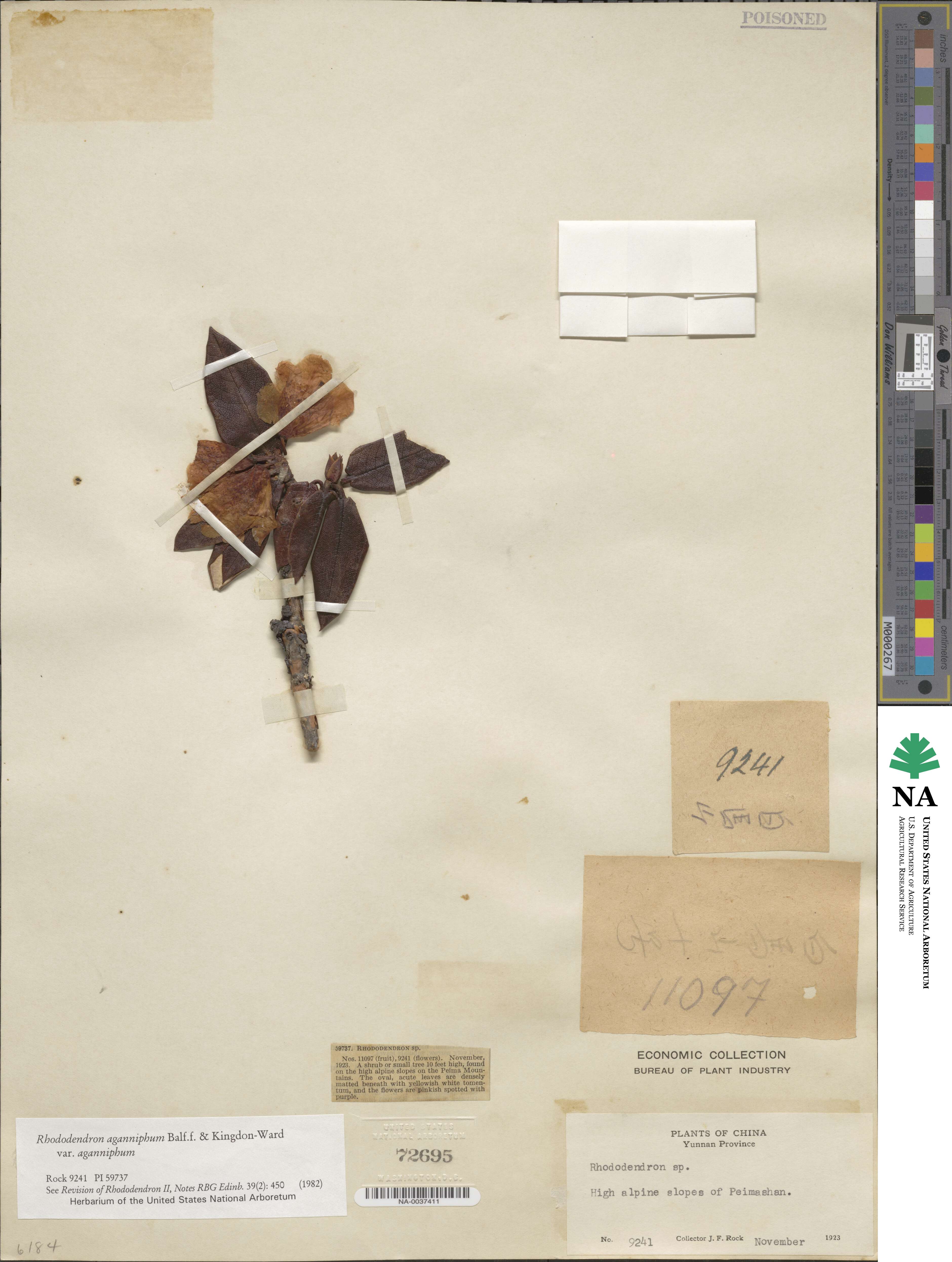 Rhododendron aganniphum image