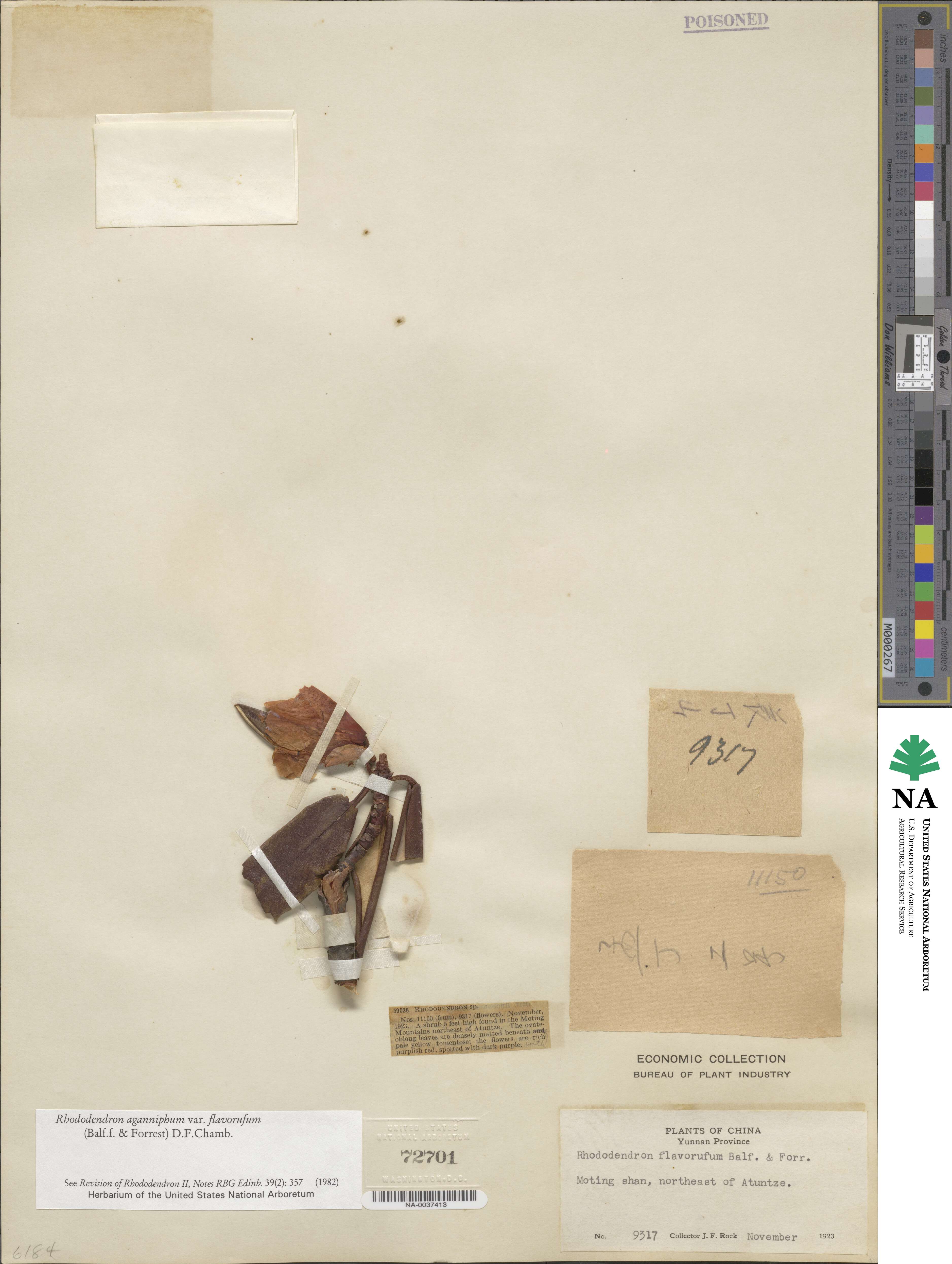 Rhododendron aganniphum image