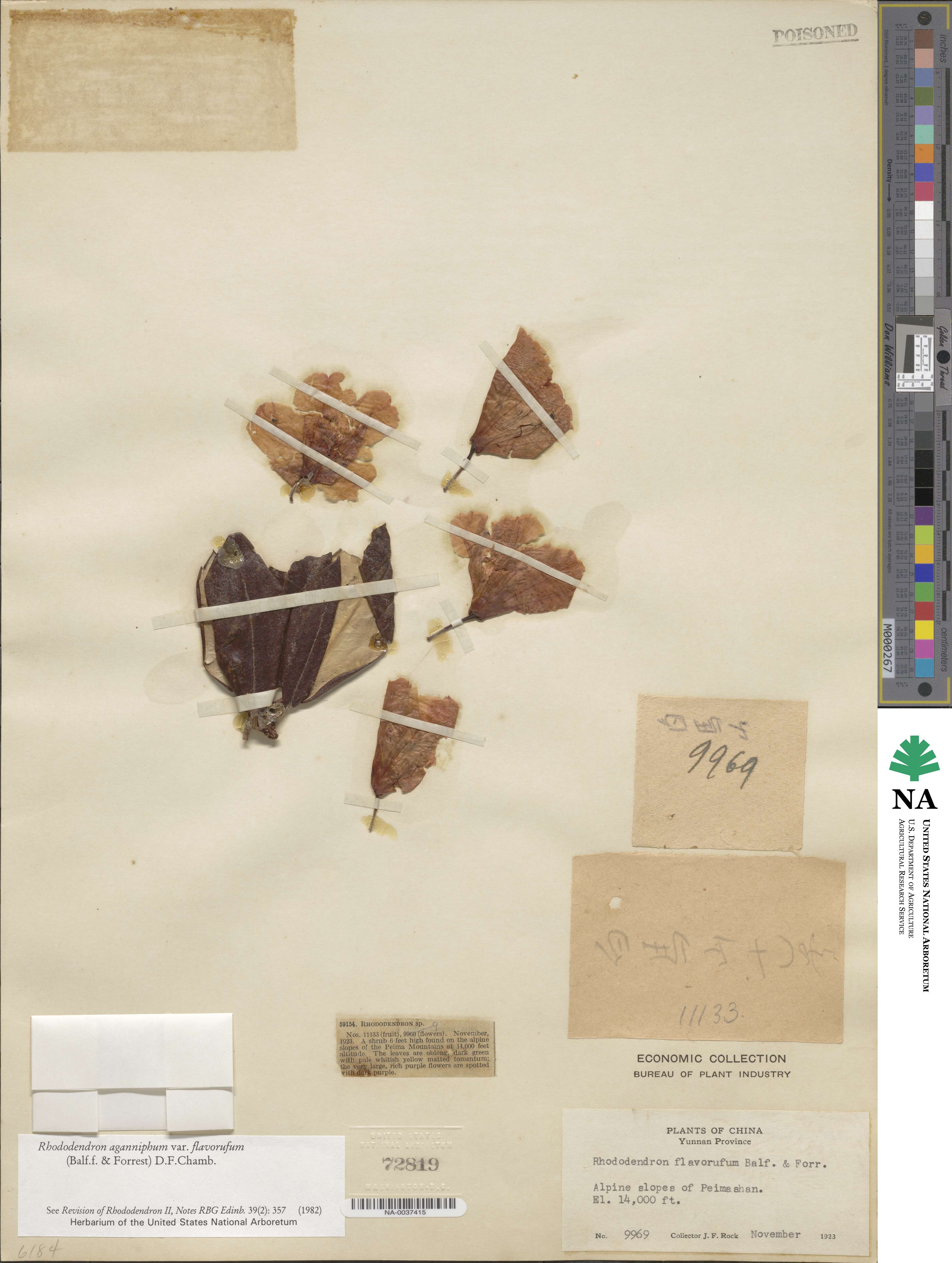 Rhododendron aganniphum image