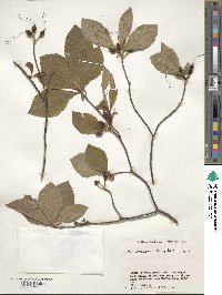 Rhododendron albrechtii image