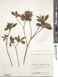 Rhododendron albrechtii image