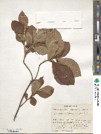 Rhododendron albrechtii image