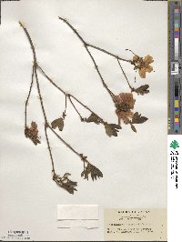 Rhododendron albrechtii image