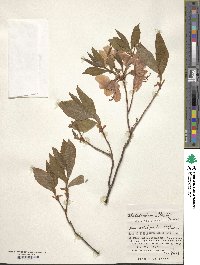 Rhododendron albrechtii image