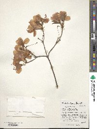 Rhododendron albrechtii image