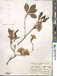 Rhododendron albrechtii image