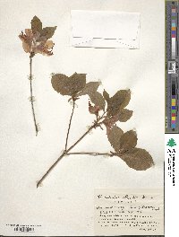 Rhododendron albrechtii image