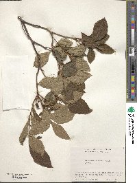 Rhododendron albrechtii image