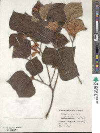 Rhododendron amagianum image