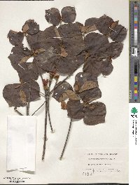 Rhododendron amagianum image