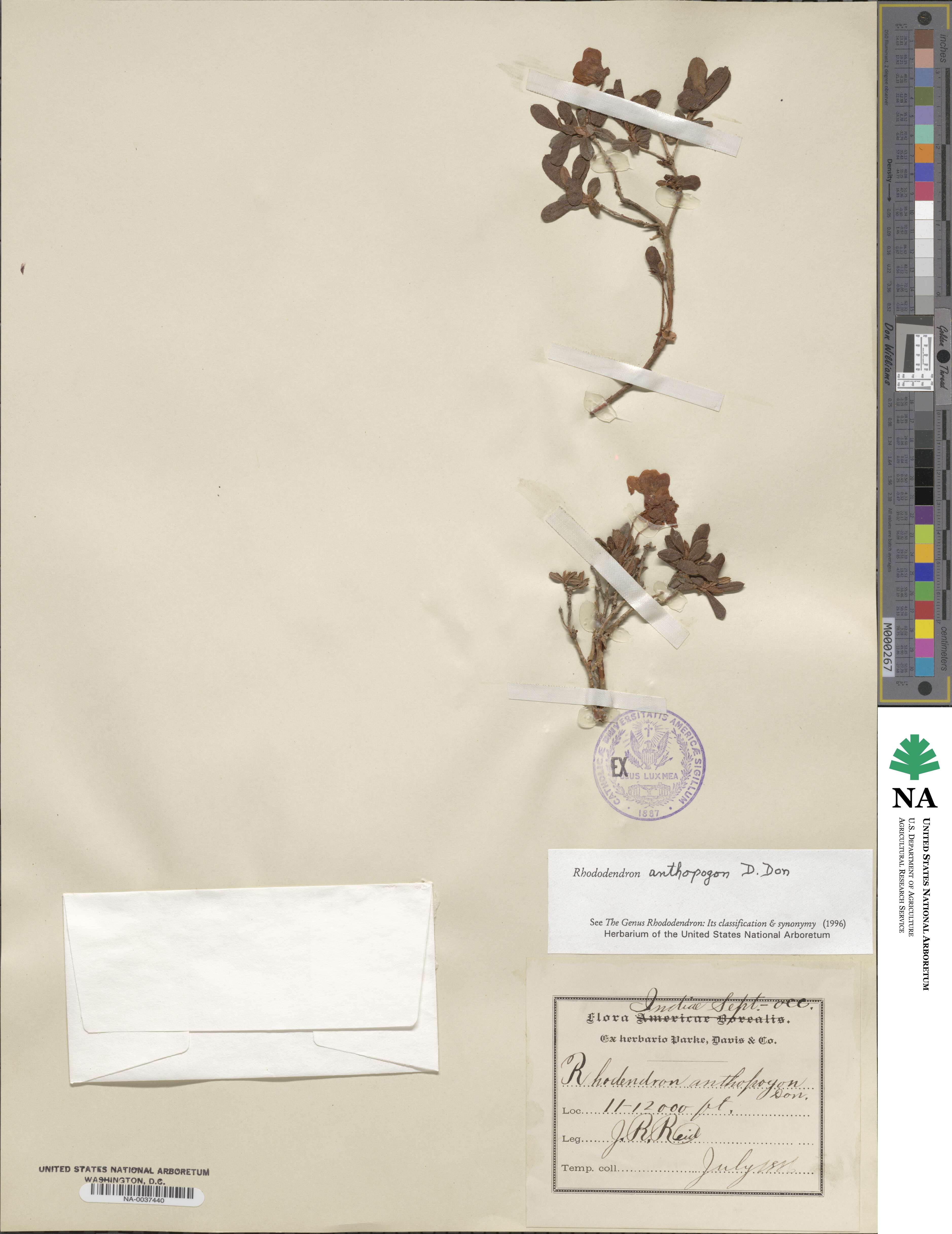 Rhododendron anthopogon image