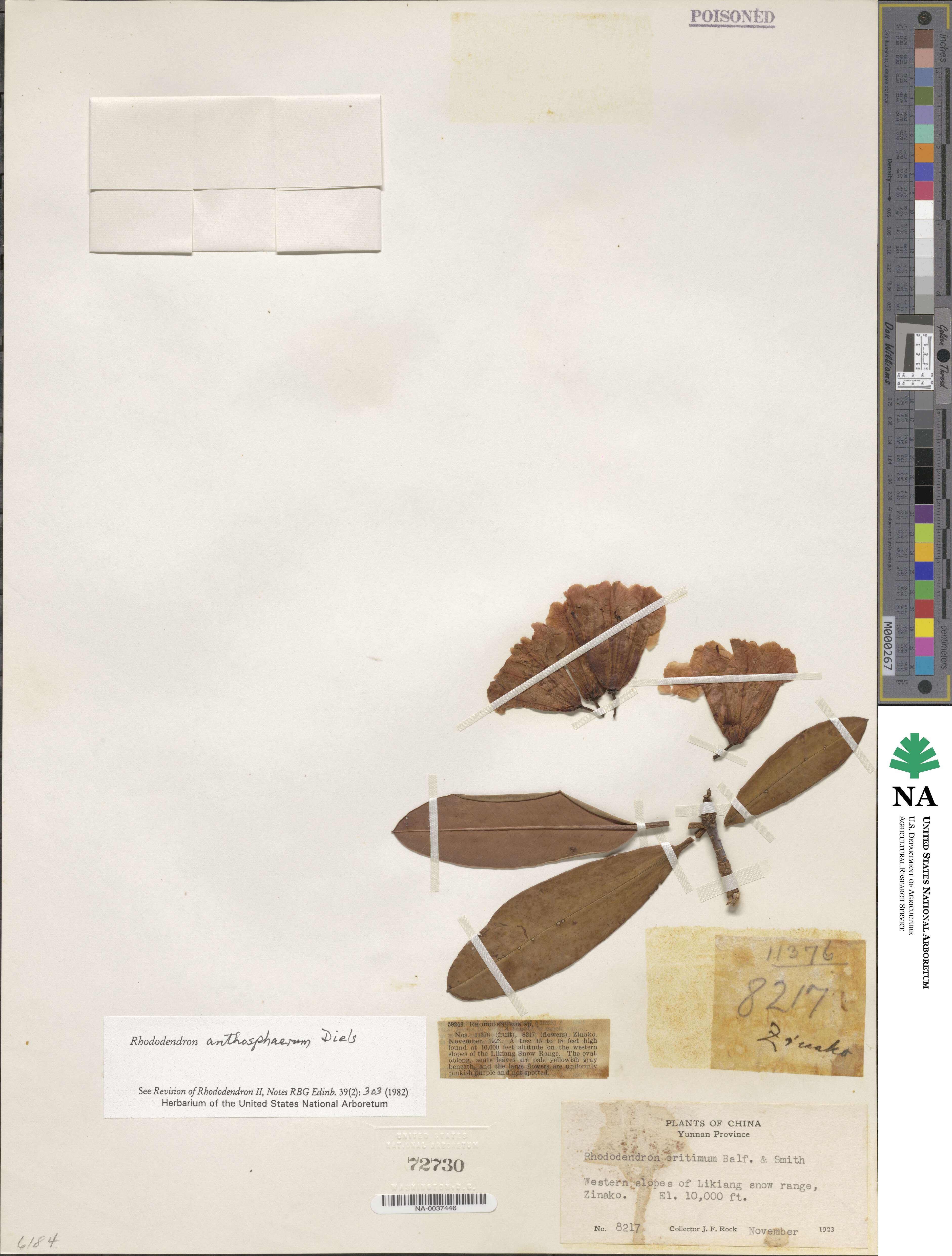 Rhododendron anthosphaerum image