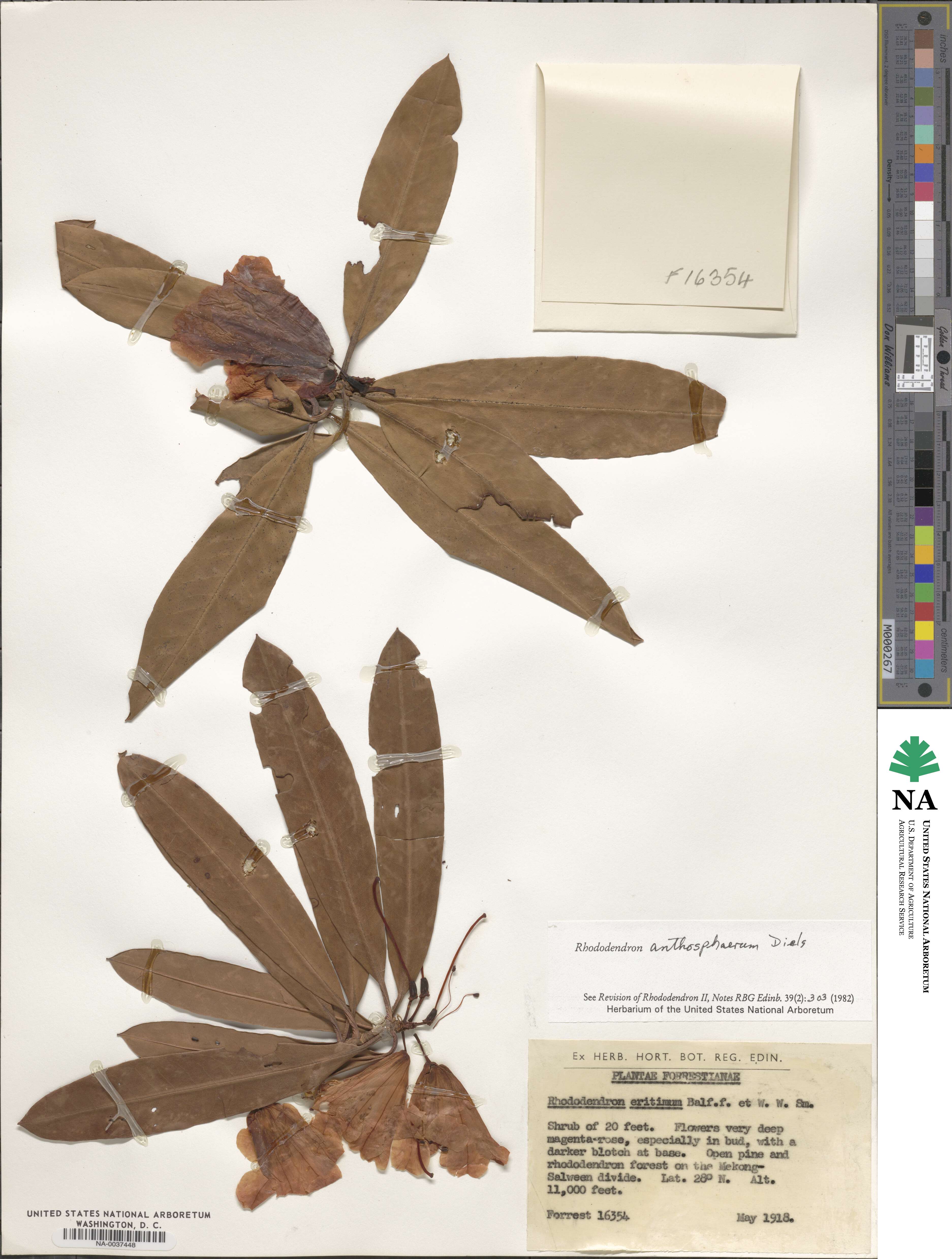 Rhododendron anthosphaerum image