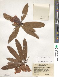 Rhododendron anthosphaerum image