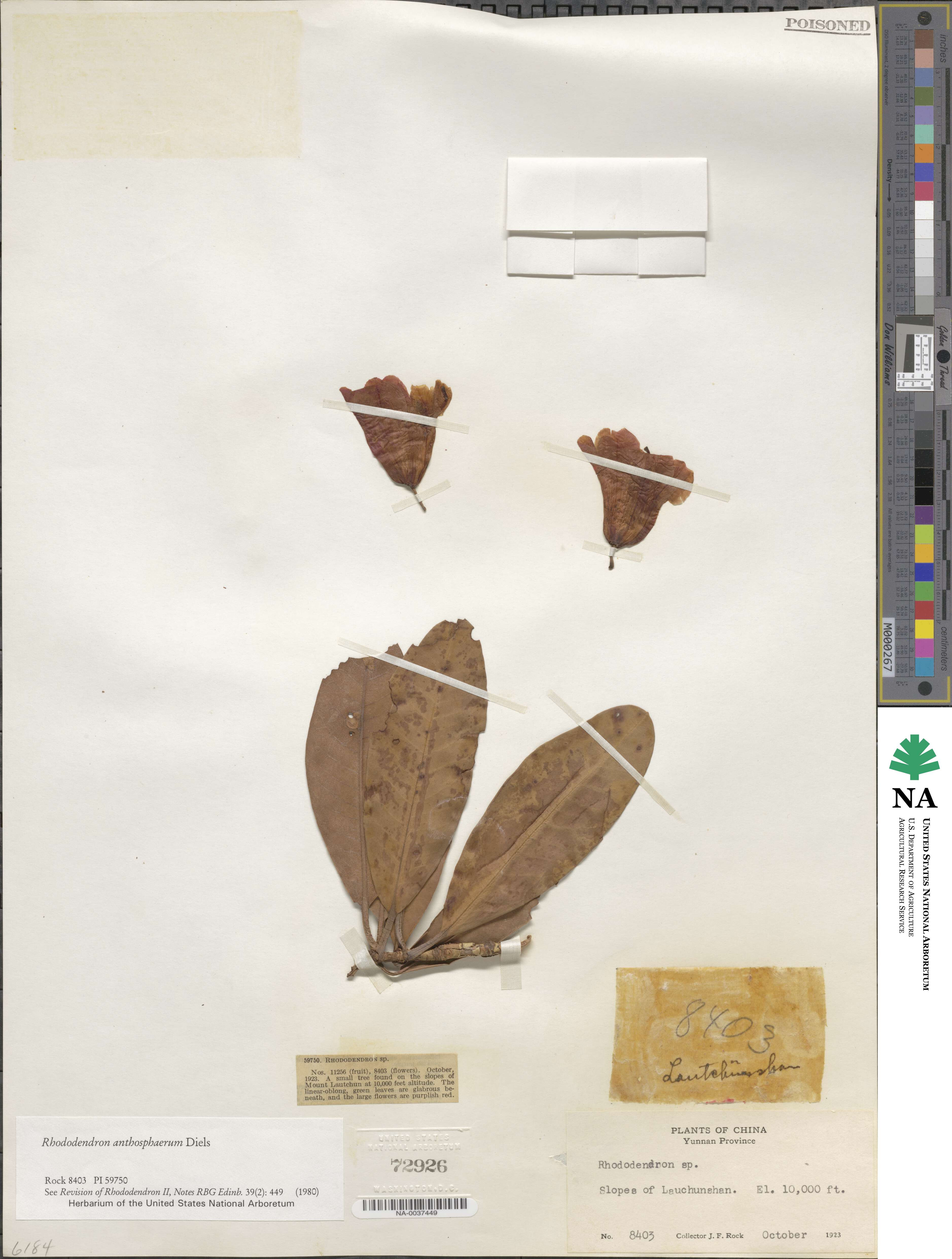Rhododendron anthosphaerum image