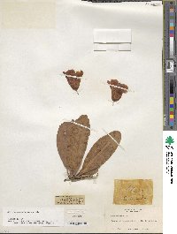 Rhododendron anthosphaerum image