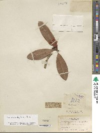 Rhododendron anthosphaerum image