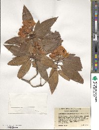 Rhododendron araiophyllum image