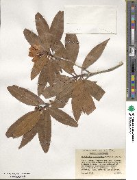 Rhododendron araiophyllum image