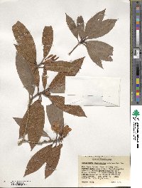 Rhododendron araiophyllum image